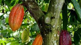 Freias eier Mondelēz International vil investere 400 millioner dollar for å hjelpe én million mennesker i kakaodyrkingssamfunn