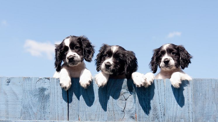 Für ein neues Haustier braucht es Zeit zu Hause. Zumindest die haben viele Menschen aktuell - dass es dadurch zu einem wahren Hundeboom in Deutschland kam, das bestätigen auch die Versicherungszahlen der Gothaer.