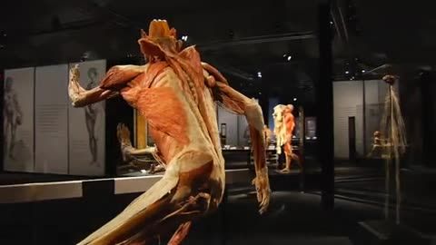 BODY WORLDS: The Original Exhibition