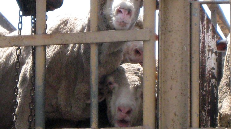 Det är bra att EU-kommissionen föreslår bättre skydd under djurtransporter, men det är inte tillräckligt. Det är också beklagligt att det inte blev ett tydligt ställningstagande för att avveckla pälsindustrin. Foto: World Animal Protection