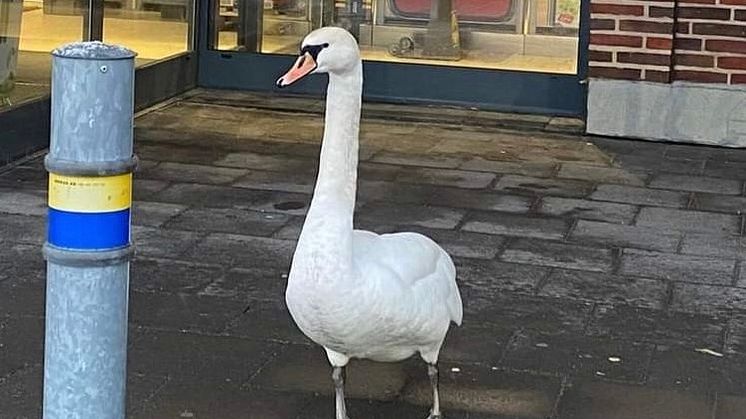 Svanhonan väntar utanför butiken i hopp om att få lite mat. 