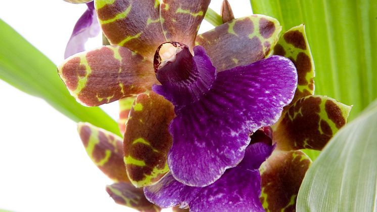 Zygopetalum