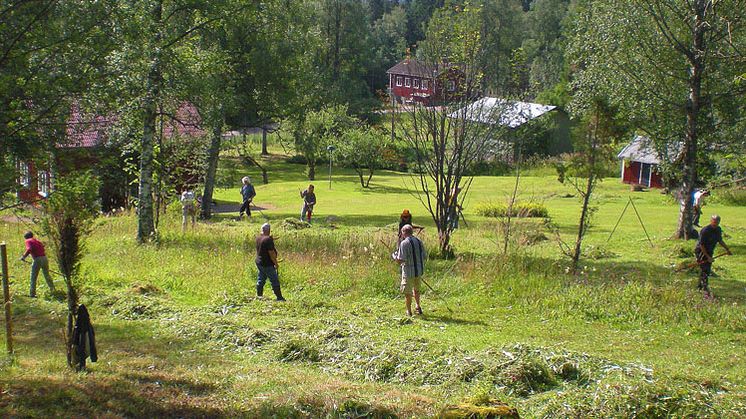 Tures äng i Borlänge kommun är ett av de 23 nybildade naturreservaten i Dalarna. Foto: Anders Janols