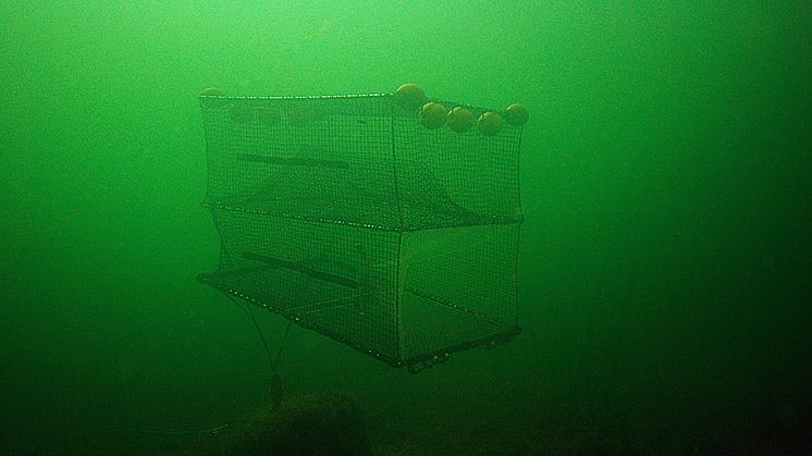 Torskfiske med grönlysande burar i sälrika vatten