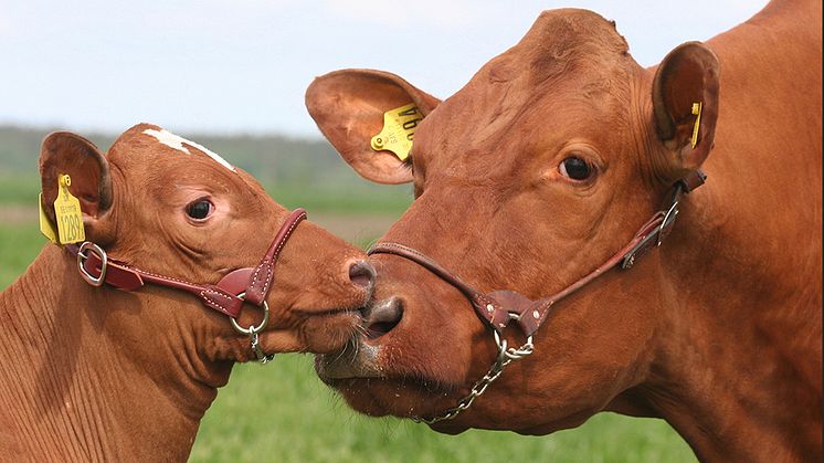 VikingRed är en naturligt frisk ras med den högsta produktionen av mjölk och halter av alla röda raser i världen, säger Jakob Lykke Voergaard, avelschef VikingRed