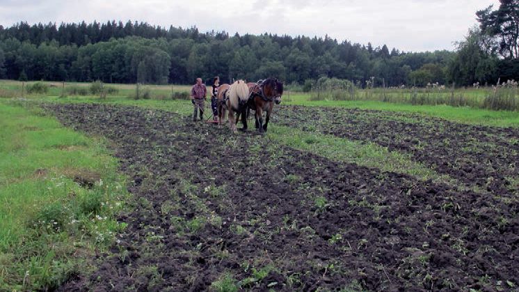 Medeltidsbondens behov av järn och stål större än väntat