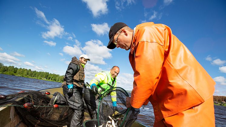 Ammar Alabado, Sala Akabia och Robert Westin under 2018 års reduktionsfiske. 