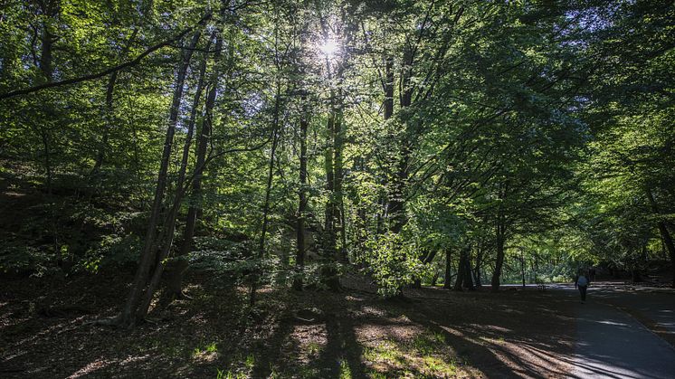 I 150 år har Slottsskogen varit göteborgarnas park. Det kommer att uppmärksammas under hela året. Foto: Lo Birgersson