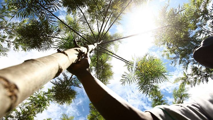 Nu blir det ännu enklare att klimatkompensera med Vi-skogen och bidra till fler träd i östra Afrika