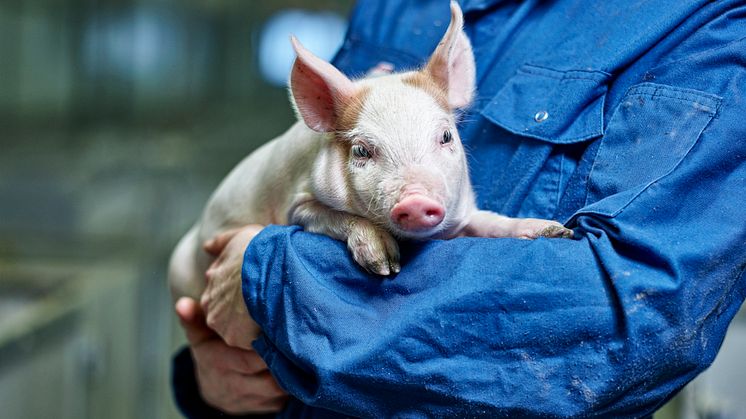 Mye av kjøttet som importeres til Norge er produsert under forhold som bryter med norsk lov.  Er norske landbruksmyndigheter og forbrukermyndigheter komfortable med dette, spør Peer Ola Hofmo, overveterinær i Norsvin SA.