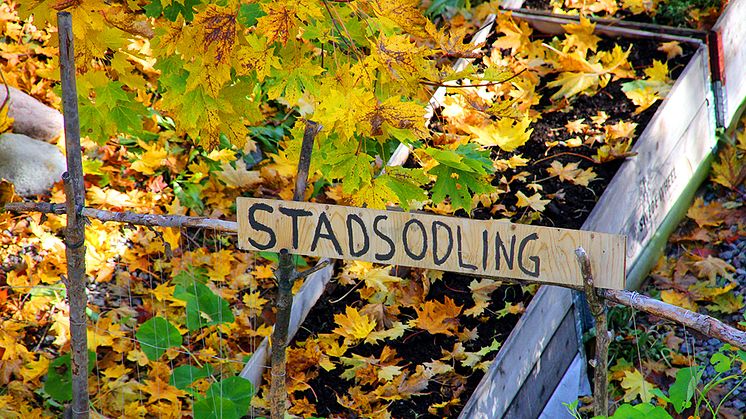 Härnösand först i Sverige med yrkesutbildningen Stadsodlare