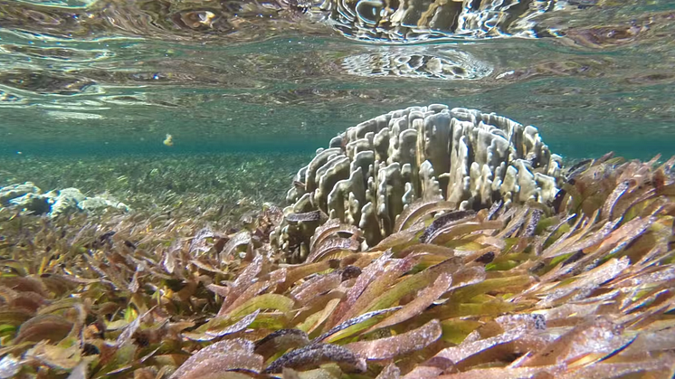 Seagrass habitats are expanding in some areas, to the surprise of researchers. Matthew Floyd, CC BY-ND