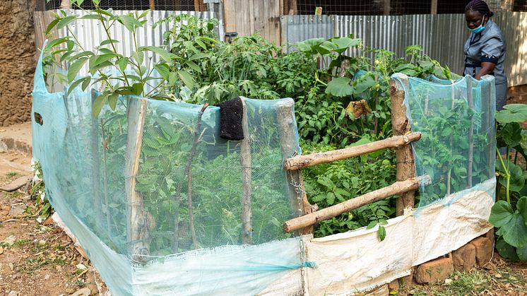Jane Lusweti now grows a vegetable garden. Vi Agroforestry Photo by Onyango Ayany.jpg