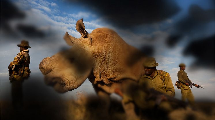 Bildet "Rhino Wars" fotografert av den sørafrikanske fotojournaliste Brent Stirton, er ett av bildene som vises taktilt på utstillingen "World Unseen". Dette bildet er illustrert slik det kan oppleves av noen med diabetes retinopati.