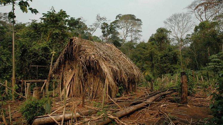  Manden har levet i denne hytte alene i junglen i 22 år.  Han stamme blev myrdet af godsejere, der ville have fat i jorden.  Foto:  © Survival