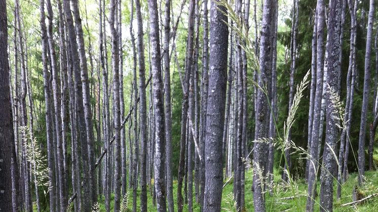 Utvidgning av Gåsbergets naturreservat i Rättvik skapar fristad för hotade arter