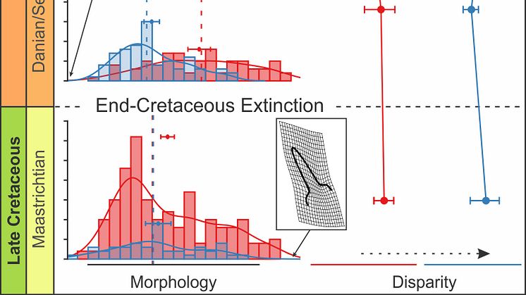 Analytical graph depicting diversity profiles of sharks across the mass extinction event.