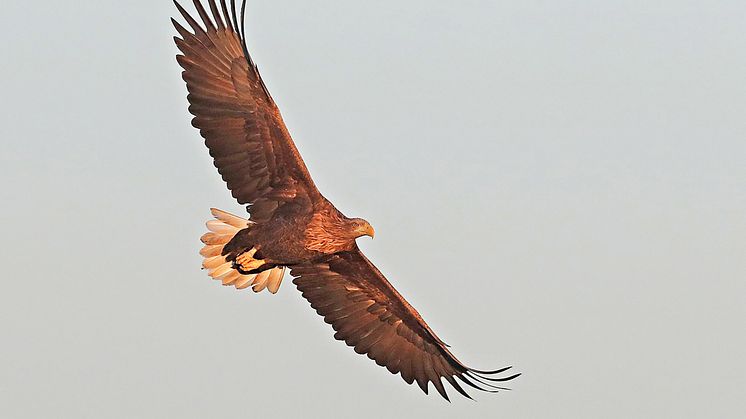 Havsörn. Foto: Kent-Ove Hvass