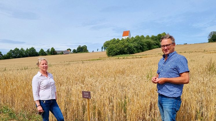 Jörgen Hansson och Helene Sollerhed på Pågens testodling intill Lilla Harrie Valskvarn