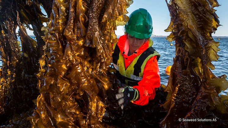 Foto: Illustrasjonsfoto Seaweed Solutions AS