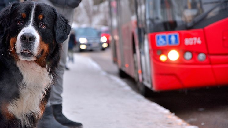 Svevia bygger trygga busshållplatser vid Norra Sköndal för att öka tillgängligheten och förbättra säkerheten för oskyddade trafikanter. 