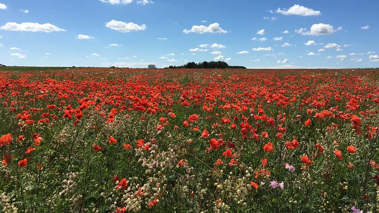 Gotländska vildblommor på ängar och vägrenar ger bina mat