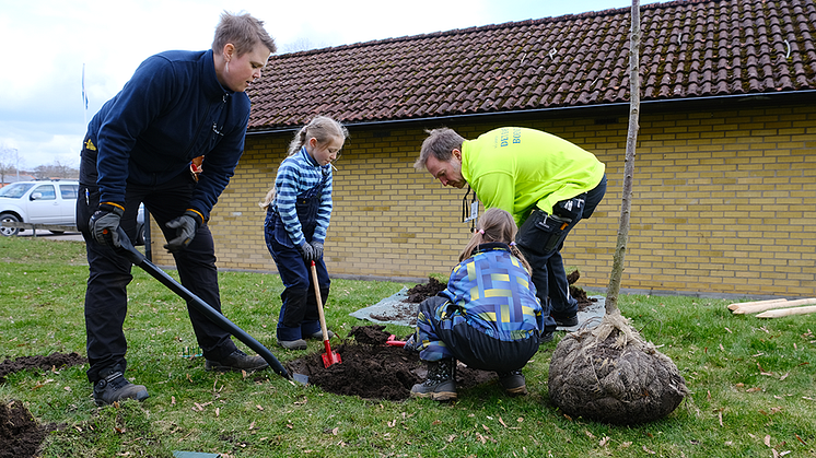 Ängelholmshem planterar sina första träd tillsammans med Ängelholms kommun. 1000 träd under tio år ska planteras. På bilden syns Anna Visala och Mattias Bokelund från Ängelholmshem tillsammans med barnen Ella Bokelund (ståendes) och Tyra Visala.