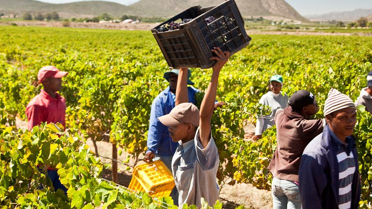 Sju schyssta sydafrikanska viner