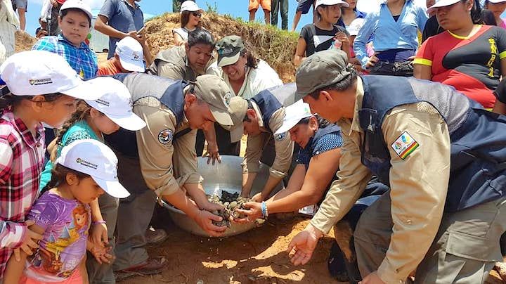I december 2017 udsatte miljøforkæmpere 2.500 babyskildpadder af arten gulnakket skildpadde (Podocnemis unifilis) i floden Maniqui i Bolivia. Foto: Ministry of Environment and Water of Bolivia
