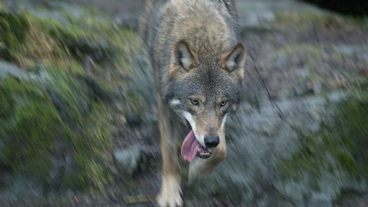 Vilka andra lämpliga lösningar stoppar en hungrig varg? (Foto: Jens C Hilner/mostphotos.com)