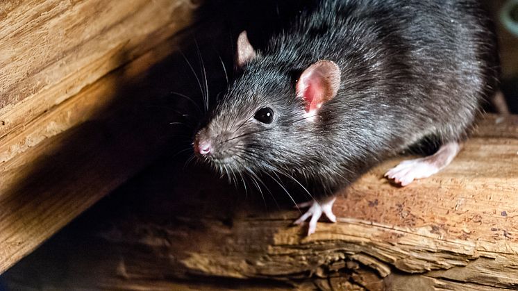 Kontakt din kommune ved mistanke om rotter