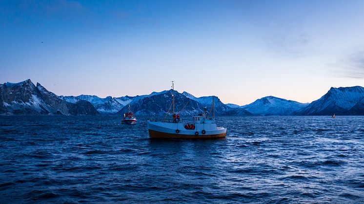 Genauso wie früher fahren die Skreifischer mit ihren kleinen Booten gegen 4 Uhr morgens aufs Meer hinaus, um Skrei mit der Langleine und Handangel zu fangen.