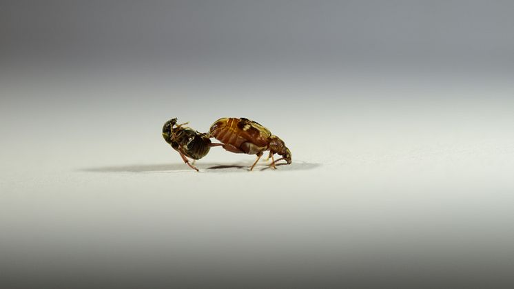 En Callosobruchus maculatus-hane (vänster) försöker para sig med en hona (höger), men avvisas. Foto: Mareike Koppik