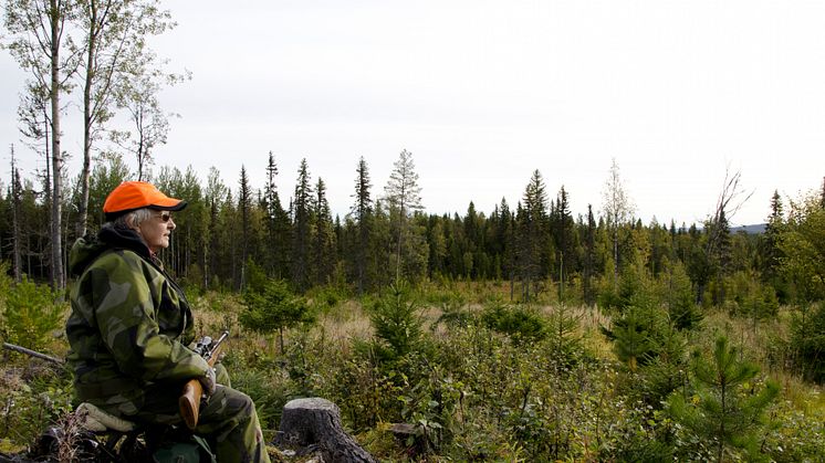 Dalarnas län har en av landets högsta procentsiffror för måluppfyllnad när det kommer till skjutna älgar. Foto: Lars-Ove Jonsson för Mostphothos 