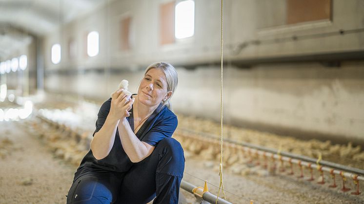 Svenska kycklingar mår bra:  WWF får gärna besöka våra gårdar