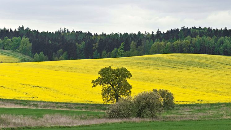 Stöd som styr – men vart?