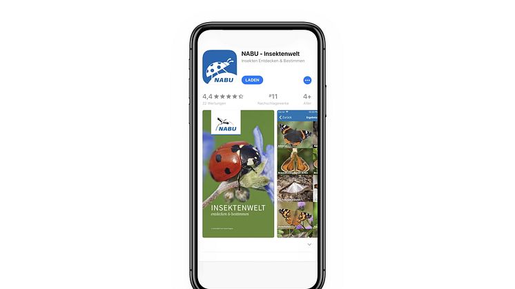 Mit der App Insektenwelt, die der NABU mit Unterstützung von dm entwickelt hat, können mehr als 120 Insektenarten erkannt werden