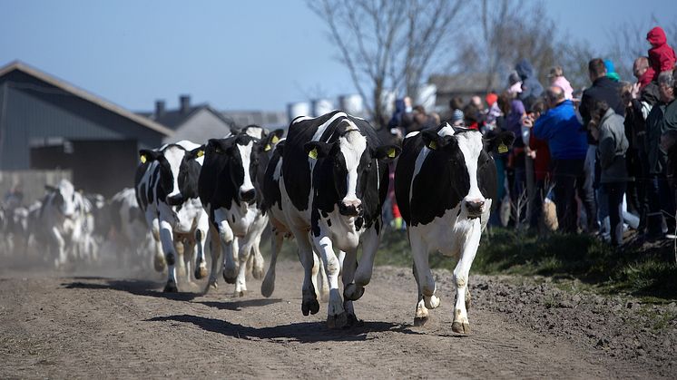 Køerne på vej på "opløbsstrækningen"