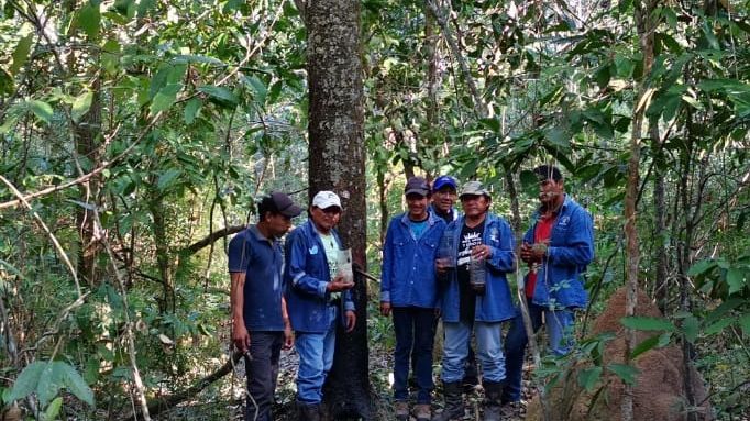 Opridelige folk har med bl.a. Verdens Skoves hjælp kortlagt copaibatræer i deres territorier, som de kan tjene penge på at tappe saft fra. Foto af APCOP