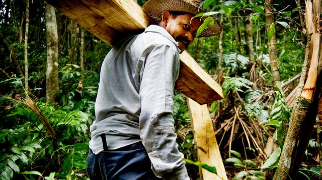 Produktion af FSC-certificeret tømmer til det globale marked på et Verdens Skove projekt i Honduras. 