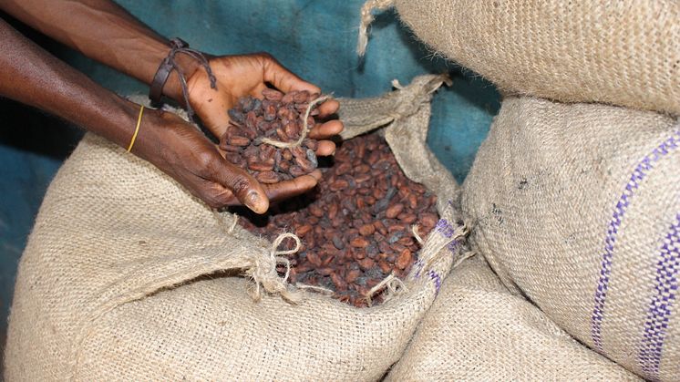 kakaové boby, ilustrační obrázek