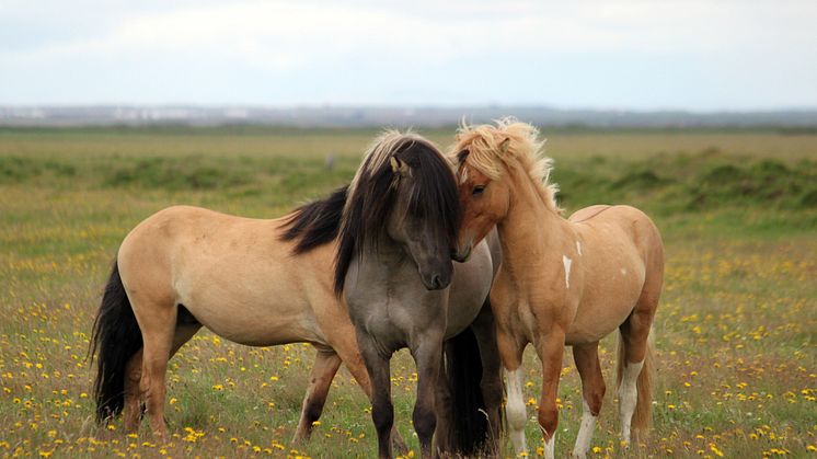 A horse of a different colour: genetics of camouflage and the Dun pattern