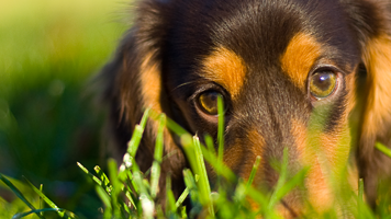 Aftonbladets morgonTV med veterinär Marie Jury från Väsby Djursjukhus: De här svamparna är giftiga för din hund! 