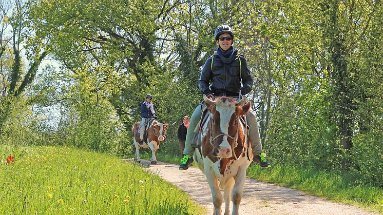 Kuhreiten in Hemishofen (Ostschweiz)