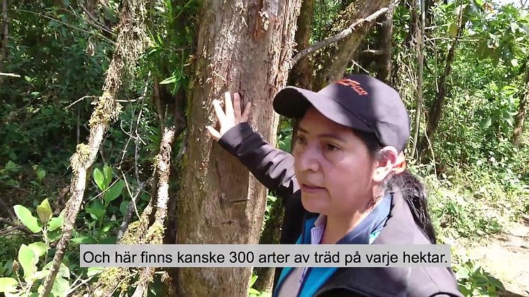 Varför räddar vi regnskog på andra sidan jorden? Pella Larsdotter Thiel från svenska Rädda Regnskog på 3000 meters höjd.