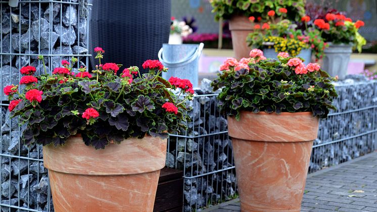 Pelargon ´Brocade´ - Skönheten sitter i bladet - Pelargonens blomma lyser genom kontrastverkan