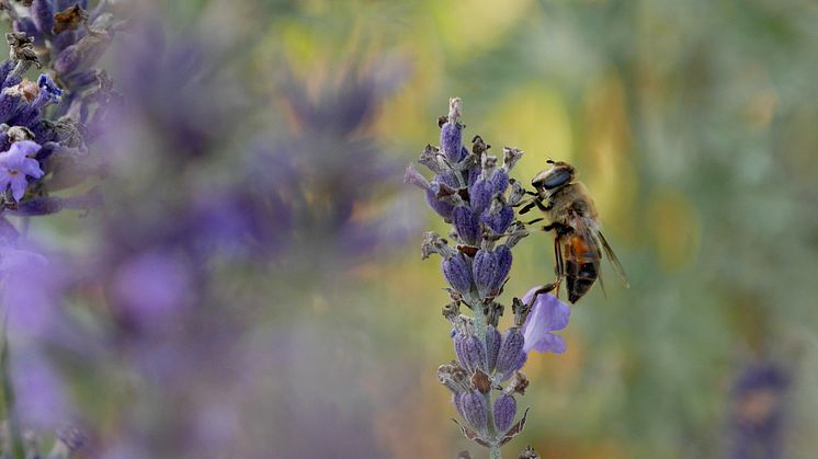 Ett vildbi äter sig mätt på lavendel. Foto: Anna Lind Lewin.