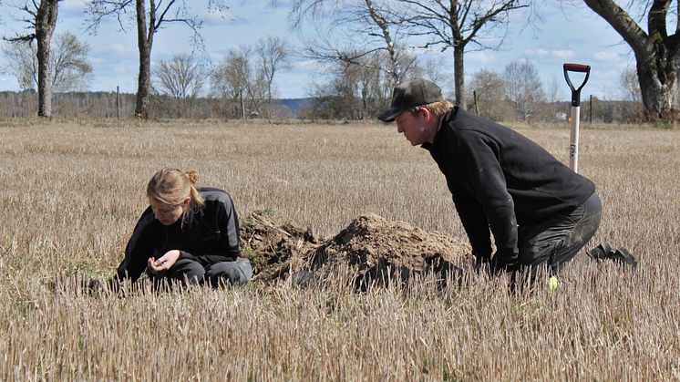 Genom att gräva en grop och undersöka hur jorden ser ut på olika nivåer i marken, så får man direkt information om hur den fungerar som växtplats för grödan. Bild: Jordbruksverket