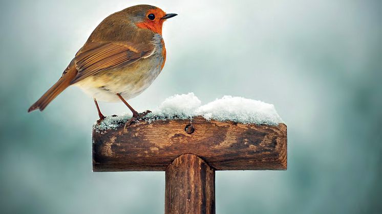 Auch Wildvögel werden durch Feuerwerke massiv gestört. Sie werden aufgeschreckt und flüchten. Oft kehren die Vögel nach einem solchen Schreck nie mehr an ihre gewohnten Brut- und Schlafplätze zurück.