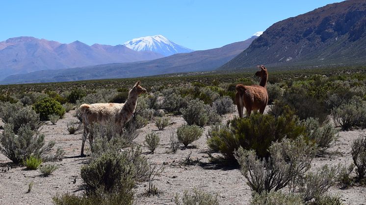 Lamorna på Andernas högplatå är omedvetna om att under deras klövar finns en enorm magmareservoar. Foto: Osvaldo González-Maurel